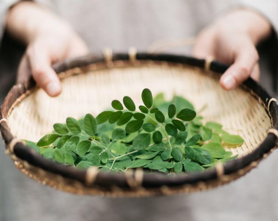 Moringa Liquid Concentrate